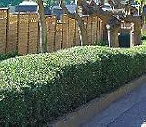 Dwarf Fruitless Olive Five Gallon