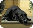 Black Labrador On Porch Lab Dog Puppy Mouse Pad MousePad