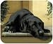 Black Labrador On Porch Lab Dog Puppy Mouse Pad MousePad