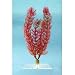 Tetra 19105 Water Wonders Fresh Water Plant Foxtail, 6-Inch