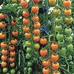 Outdoor Living : Tomato F1 Sungold Seeds (1 Pkt - 10 Seeds)