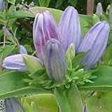 Bottle Gentian (Gentiana andrewsii) - Jumbo Wildflower Seed Packet