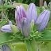 Bottle Gentian (Gentiana andrewsii) - Jumbo Wildflower Seed Packet