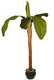 Review i-koncepts Ltd  / 5ft Banana Tree - Artificial Plant