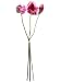 25 Iceland Poppy Bundle x3 Dark Pink (Pack of 6)