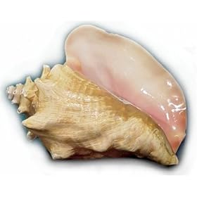 5 lbs. Conch Meat, Cleaned and Filleted
