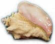 5 lbs. Conch Meat, Cleaned and Filleted