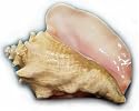 5 lbs. Conch Meat, Cleaned and Filleted