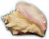 Charleston Seafood Frozen Conch Meat, 60-Ounce Box