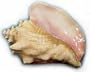 Charleston Seafood Frozen Conch Meat, 60-Ounce Box