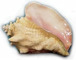 5 lbs. Conch Meat, Cleaned and Filleted