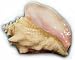 Gourmet Food : 5 lbs. Conch Meat, Cleaned and Filleted