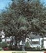 Coast Live Oak Tree Five Gallon