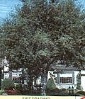 Coast Live Oak Tree Five Gallon