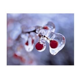 Ice-Covered Berries