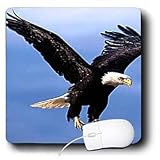 Birds - Bald Eagle - Mouse Pads