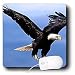 Birds - Bald Eagle - Mouse Pads