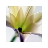 White Lily (Close Up) Art Poster Print - 16 X 16