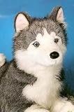 Plush Broderick Lying Husky 28