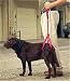 Rear End Support Leash for Dogs help them walk by holding up the back end. Ideal for dogs with hip displasia, elderly pets, and dogs with arthtitis