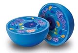 Review Learning Resources®  / Cross-Section Animal Cell Model