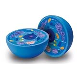 ANIMAL CELL CROSSSECTION MODEL
