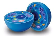 Cross-Section Animal Cell Model