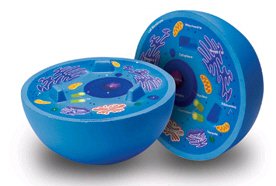 Childrens Toyshop  Toys : Cross-Section Animal Cell Model