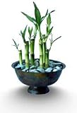 Bamboo Forest Bowl - 8 Stalks in a Classic, Black Bowl