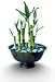 Outdoor Living : Bamboo Forest Bowl - 8 Stalks in a Classic, Black Bowl