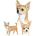 Chihuahua Adult T-Shirt