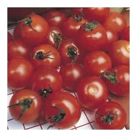 TOMATO - Cherry - Gardener's Delight - 40 SEEDS