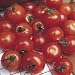 TOMATO - Cherry - Gardener