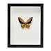 Christopher Marley Butterfly Artwork, 11