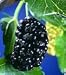 Black Mulberry (Morus Nigra) Edible, Hardy & Adaptable - 15 Tree Seeds