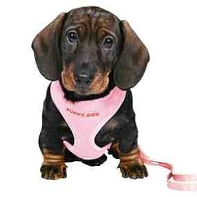 Puppy set, 26-34 cm/10 mm, 2.00 m, pink