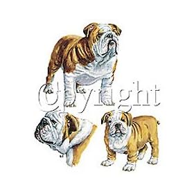 Bulldog Womens T-Shirt Dress