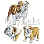 Bulldog Womens T-Shirt Dress