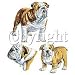 

Bulldog Adult Long Sleeve T-Shirt