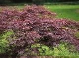 Crimson Queen Japanese Maple Tree Two Gallon