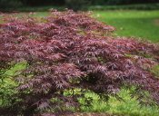 Crimson Queen Japanese Maple Tree Two Gallon