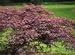 Crimson Queen Japanese Maple Tree Two Gallon