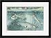 Guppies And Minnows Are Good Fish To Have For Mosquito Control Framed Giclee Print