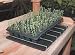 GM1 Propagation Mat with Air Circulation Frame