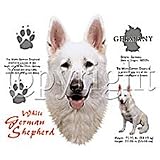 White German Shepherd Womens Scoop Neck T-Shirt
