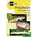 AQUALOG: Polypterus - Bichirs (English and German Edition)