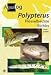 Aqualog: Polypterus--Bichirs