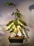 Bonsai Boy's Juniper Bonsai Tree juniper procumbens nana