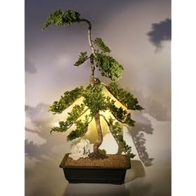 Bonsai Boy's Juniper Bonsai Tree juniper procumbens nana