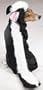 Casual Canine 24-Inch Polyester Little Stinker Skunk Dog Costume, X-Large, Black/White